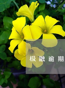 极融逾期一天就还款 极融逾期一天就还款