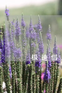 极速借上显示我逾期40天 极速借上显示我逾期40天
