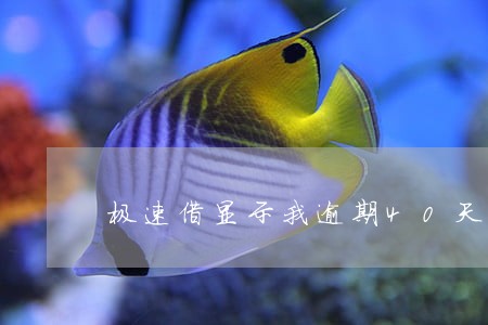 极速借显示我逾期40天 极速借显示我逾期40天
