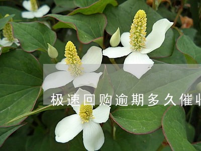 极速回购逾期多久催收 极速回购逾期多久催收