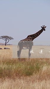 极速大王贷逾期十天不打电话 极速大王贷逾期十天不打电话