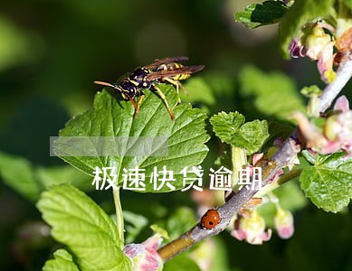 极速快贷逾期 极速快贷逾期