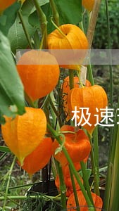 极速现金侠逾期两千五 极速现金侠逾期两千五