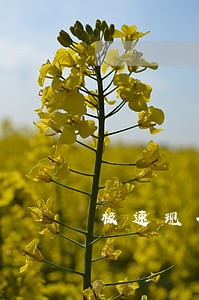 极速现金侠逾期威胁我 极速现金侠逾期威胁我