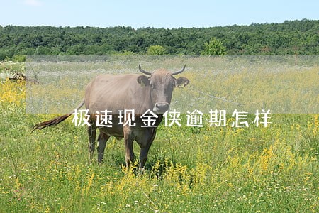 极速现金侠逾期怎样 极速现金侠逾期怎样