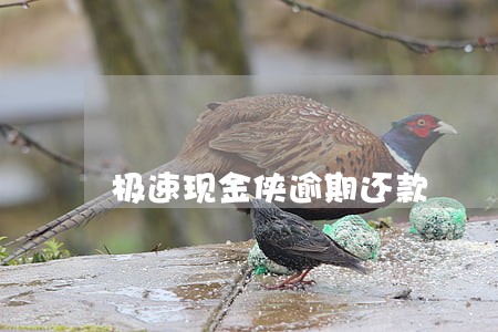 极速现金侠逾期还款 极速现金侠逾期还款