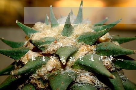 极速贷逾期打通讯录