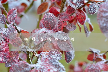 极速退款已逾期