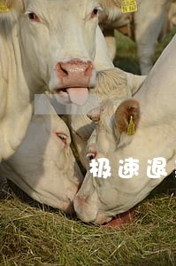 极速退款已逾期是什么意思 极速退款已逾期是什么意思