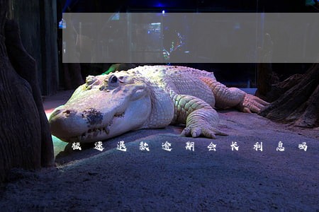 极速退款逾期会长利息吗 极速退款逾期会长利息吗
