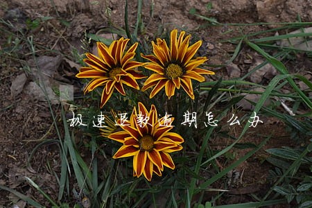 极速退款逾期怎么办 极速退款逾期怎么办