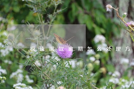 极速退款逾期怎么处理方法 极速退款逾期怎么处理方法