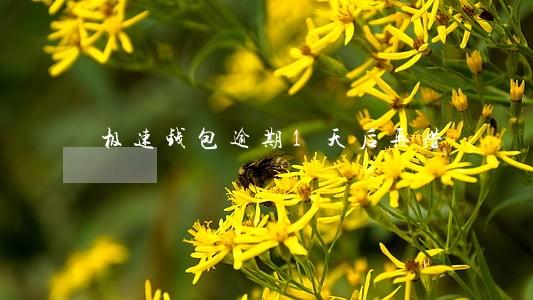 极速钱包逾期1天后再借 极速钱包逾期1天后再借