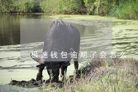 极速钱包逾期了会怎么 极速钱包逾期了会怎么