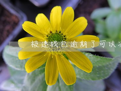 极速钱包逾期了可以减免吗 极速钱包逾期了可以减免吗