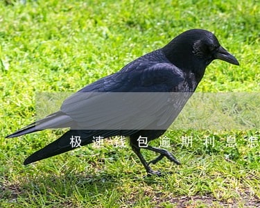 极速钱包逾期利息怎么算 极速钱包逾期利息怎么算