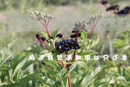 极速钱包逾期可以只还本金吗 极速钱包逾期可以只还本金吗
