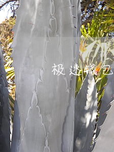 极速钱包逾期四天续借 极速钱包逾期四天续借