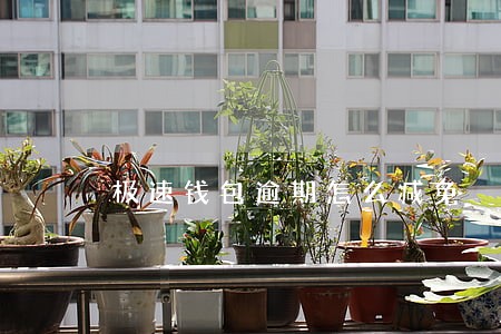 极速钱包逾期怎么减免 极速钱包逾期怎么减免