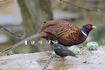 枈晓峰律师