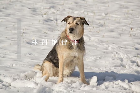 林丹艳律师 林丹艳律师