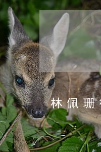 林佩珊律师 林佩珊律师