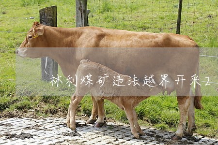 林利煤矿违法越界开采20人遇难