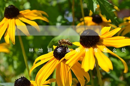林地租金逾期半年怎么处理 林地租金逾期半年怎么处理