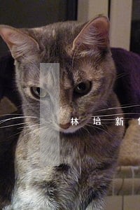 林培新任局局长 林培新任局局长