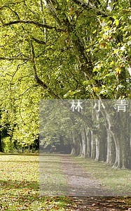 林小青律师 林小青律师