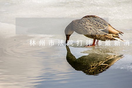 林州市法院打律师最新消息