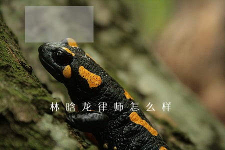 林晗龙律师怎么样 林晗龙律师怎么样