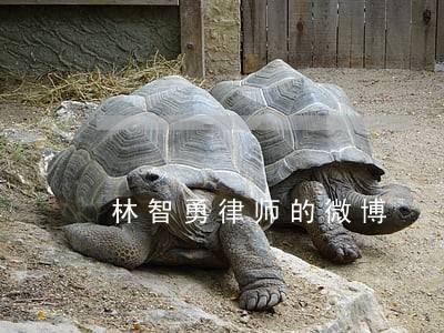 林智勇律师的微博 林智勇律师的微博