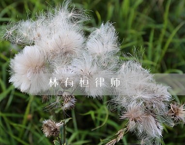 林有恒律师