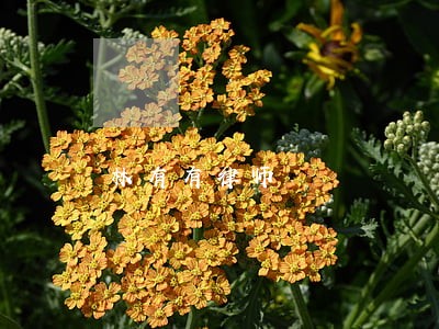 林有有律师 林有有律师