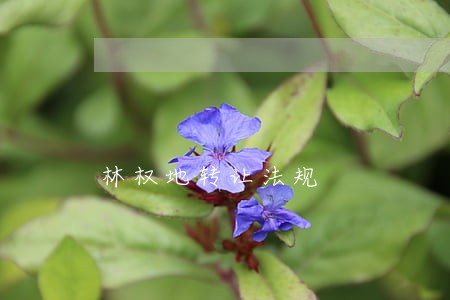林权地转让法规 林权地转让法规
