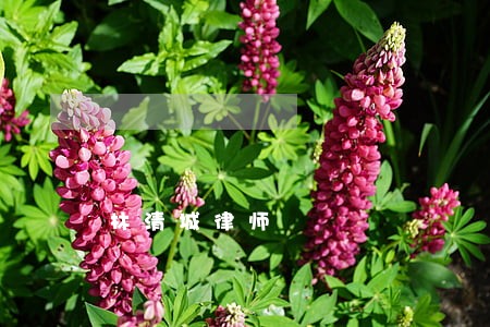 林清城律师 林清城律师