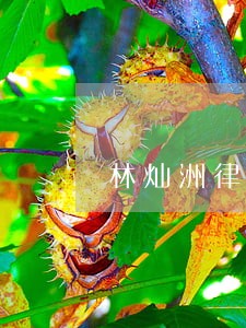 林灿洲律师 林灿洲律师