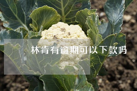 林肯有逾期可以下款吗 林肯有逾期可以下款吗