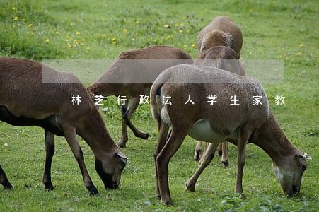 林芝行政法大学生家教 林芝行政法大学生家教