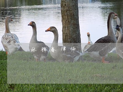 林锦春律师