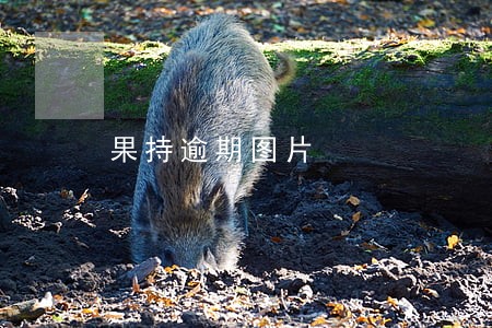 果持逾期图片 果持逾期图片