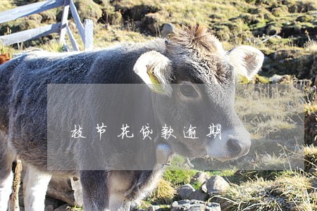枝节花贷款逾期 枝节花贷款逾期