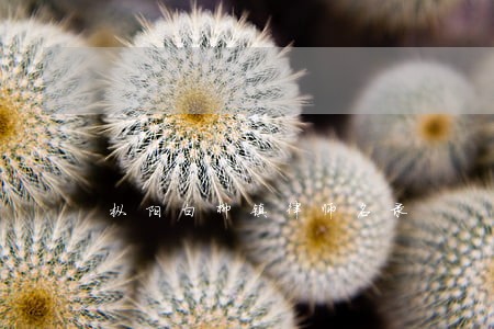 枞阳白柳镇律师名录 枞阳白柳镇律师名录