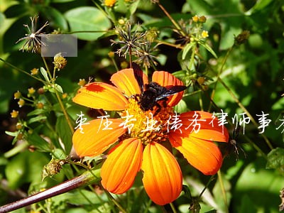 枣庄专业债务律师事务所排行 枣庄专业债务律师事务所排行