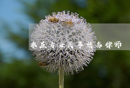 枣庄专业民事债务律师 枣庄专业民事债务律师