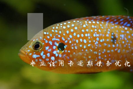 枣庄信用卡逾期债务优化怎么收费