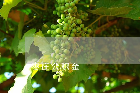 枣庄公积金 枣庄公积金