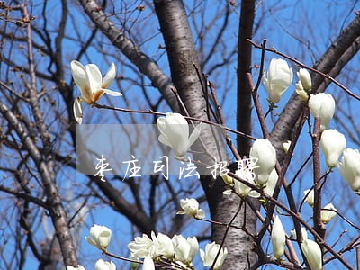 枣庄司法招聘