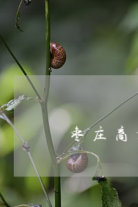枣庄商标侵权处理律师咨询电话 枣庄商标侵权处理律师咨询电话
